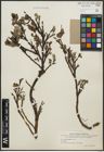 Foto von Salix arctophila Cockerell ex A. Heller